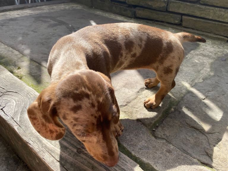 Girl dachshund puppy for sale 