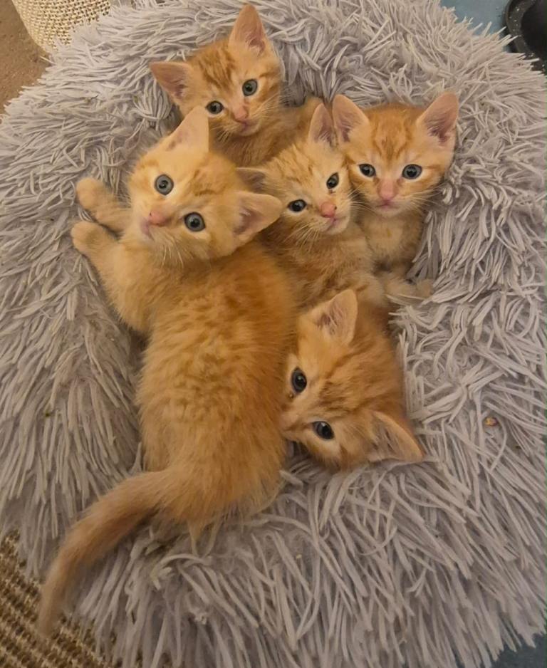 Ginger Kittens 