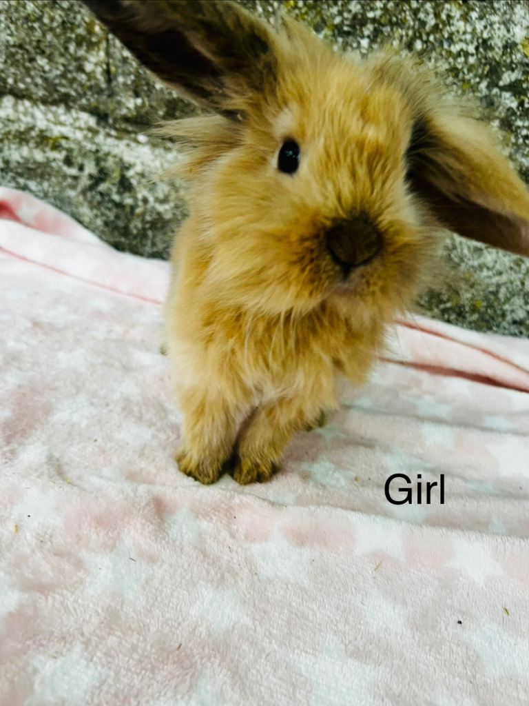 9 week old baby bunnys