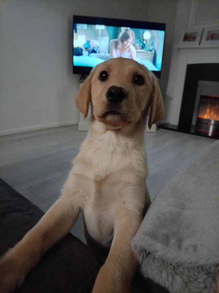 Kc Labrador girl 13 weeks 🐾