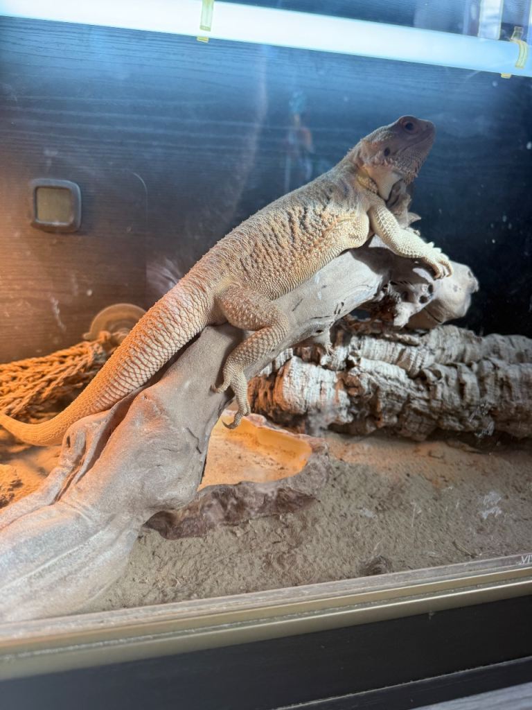 Male Bearded Dragon and full enclosure 