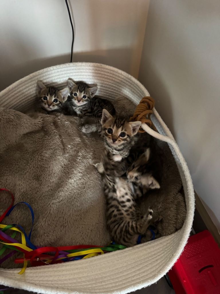 Bengal kittens 