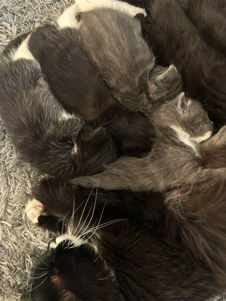 Mixed breed fluffy kittens 