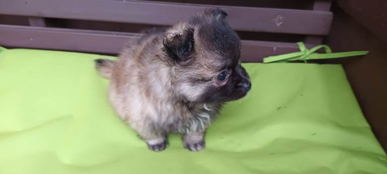 4 pomeranian boys Ready,just 1 boy left 