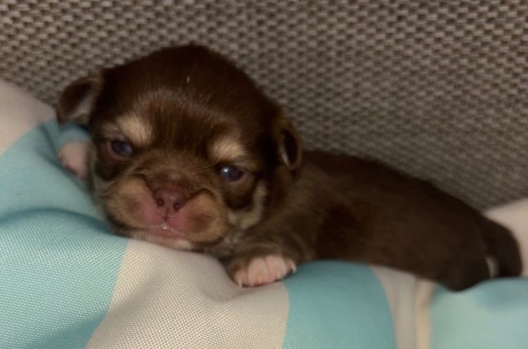 Russian/thai Long coat chihuahua puppies 