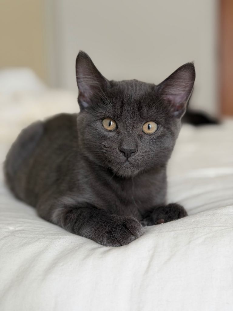 Affectionate male kitten looking for a loving home