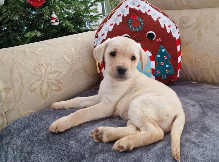 ONE GIRL LEFT -White Labrador Puppies 