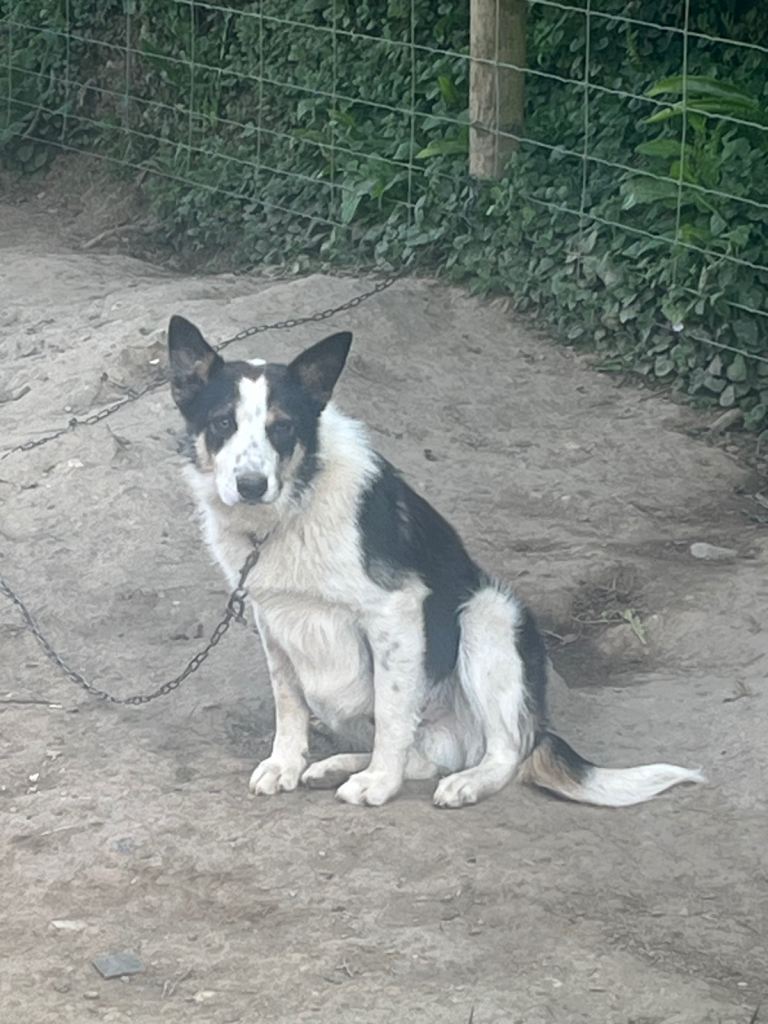 Border collie