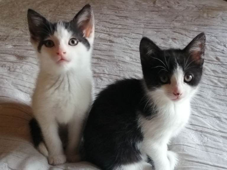 Kittens all sold