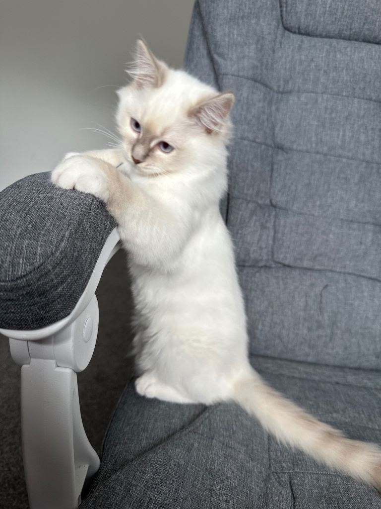 Lilac lynx ragdoll