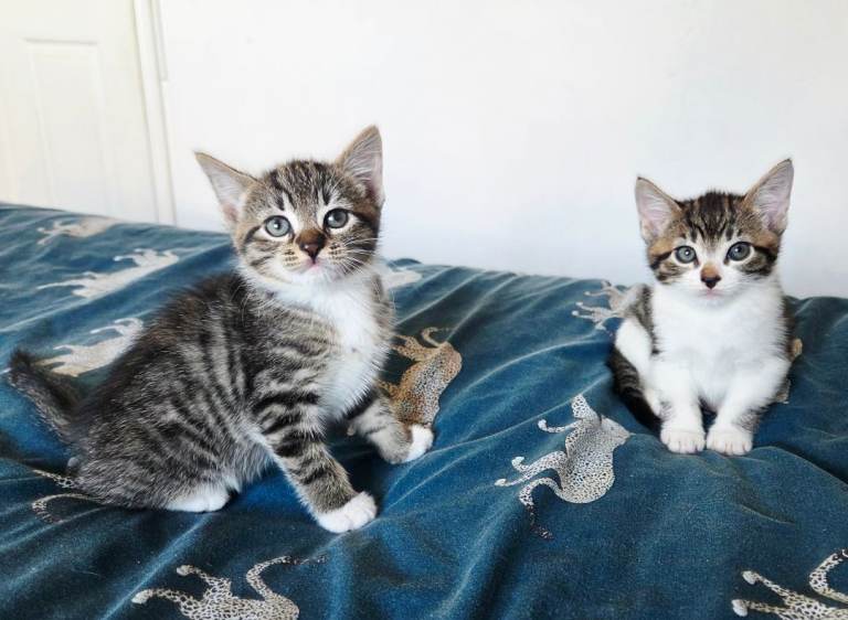 5 beautiful kittens