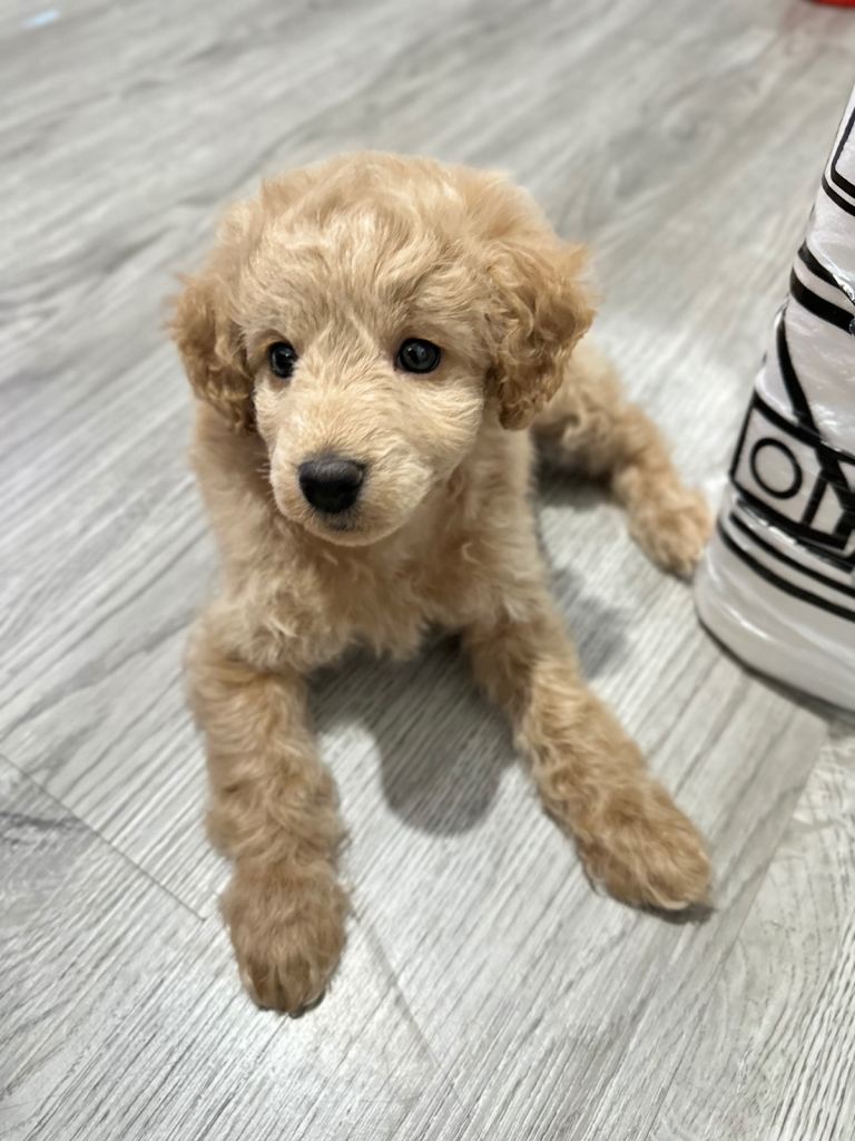 Beautiful cockapoo girl
