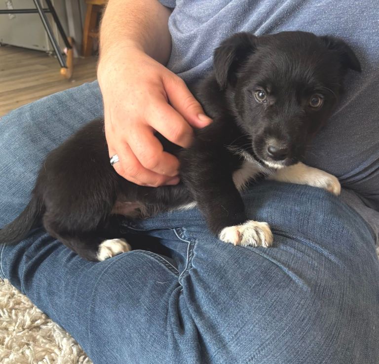 Collie cross jack puppy ready now last one 
