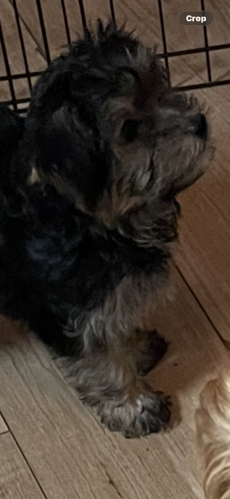 Adorable Morkie Poo Poo puppies for sale. One boy and one girl❤️