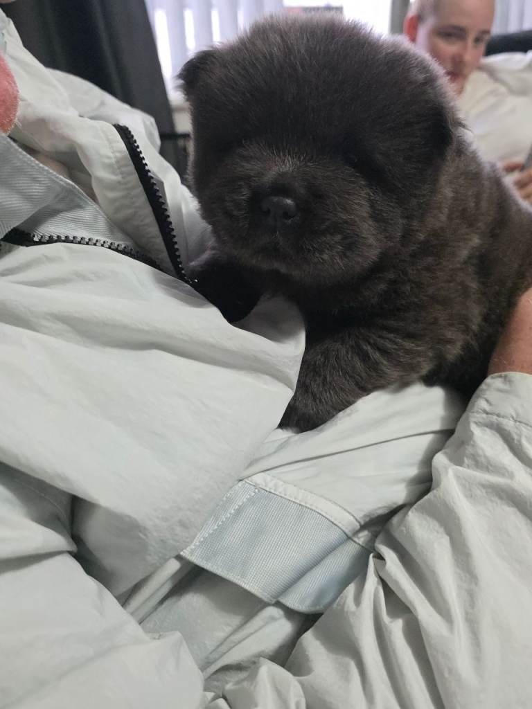 Kc registered violet chow chows 