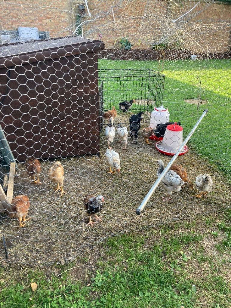 Chicks for sale 