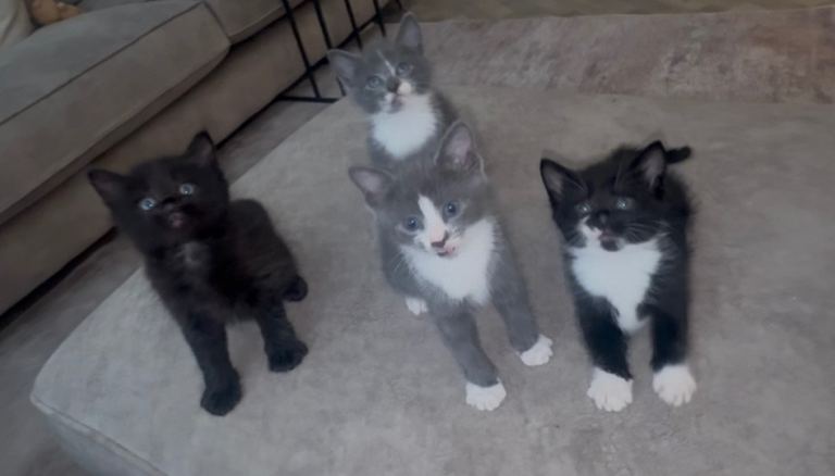 Kittens 