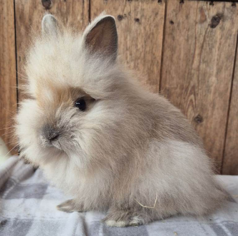 Pure bred Lion head babys 