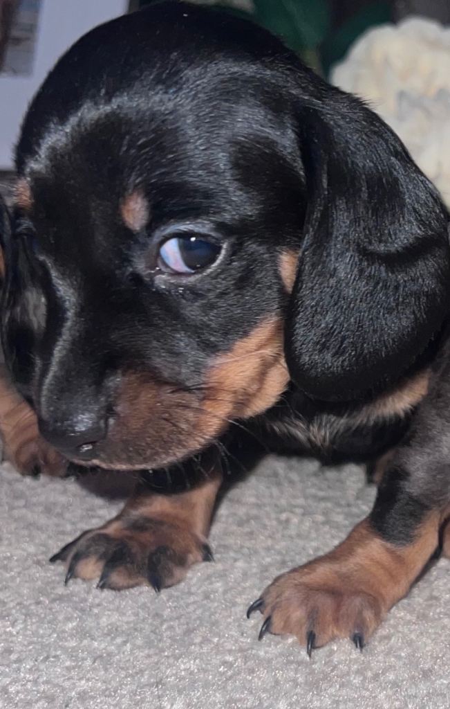 JUST 2 black & tan remaining!! 