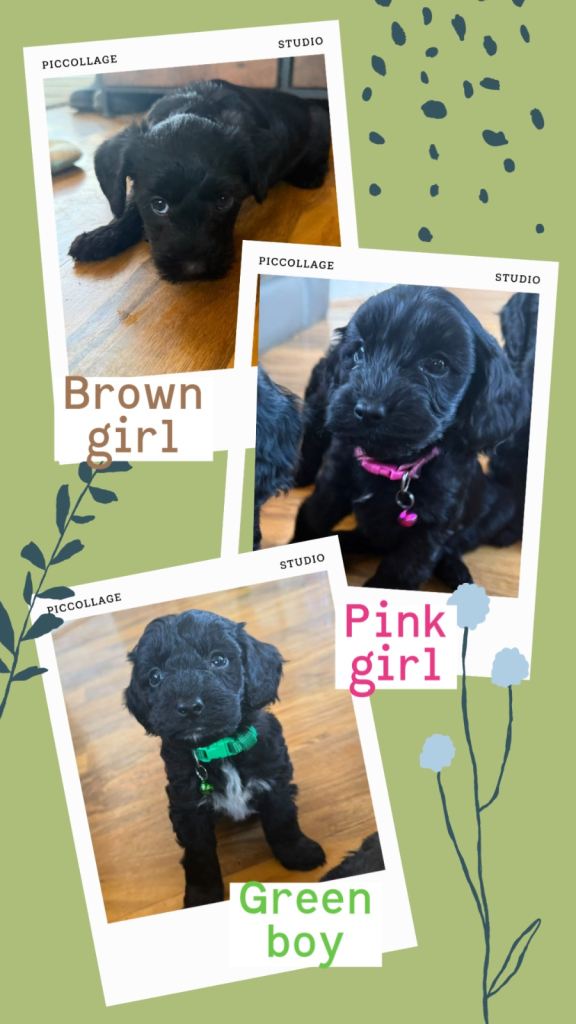Corkiepoo puppies ready in 10 days 