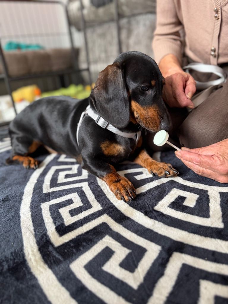 🐾 Gorgeous 8-Month-Old Dachshund Looking for a Loving Forever Home ❤️