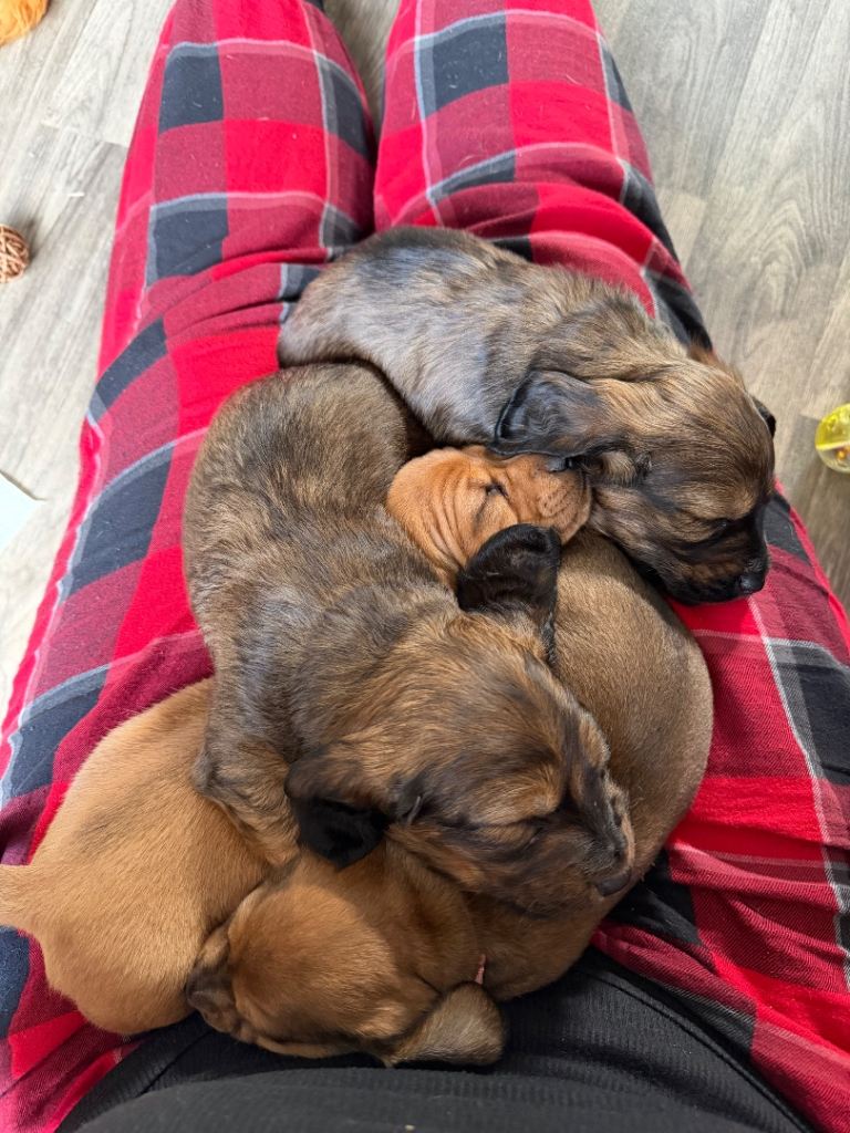 Miniature dachshund puppies for sale