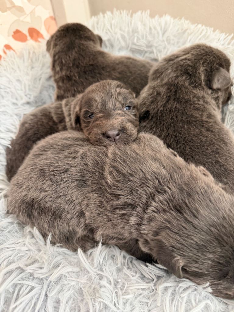 German shepherd puppies 