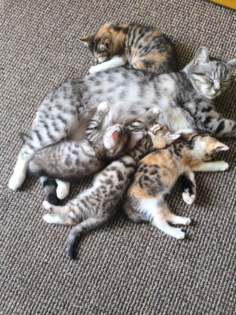 Lovely Kittens Ready for New Homes