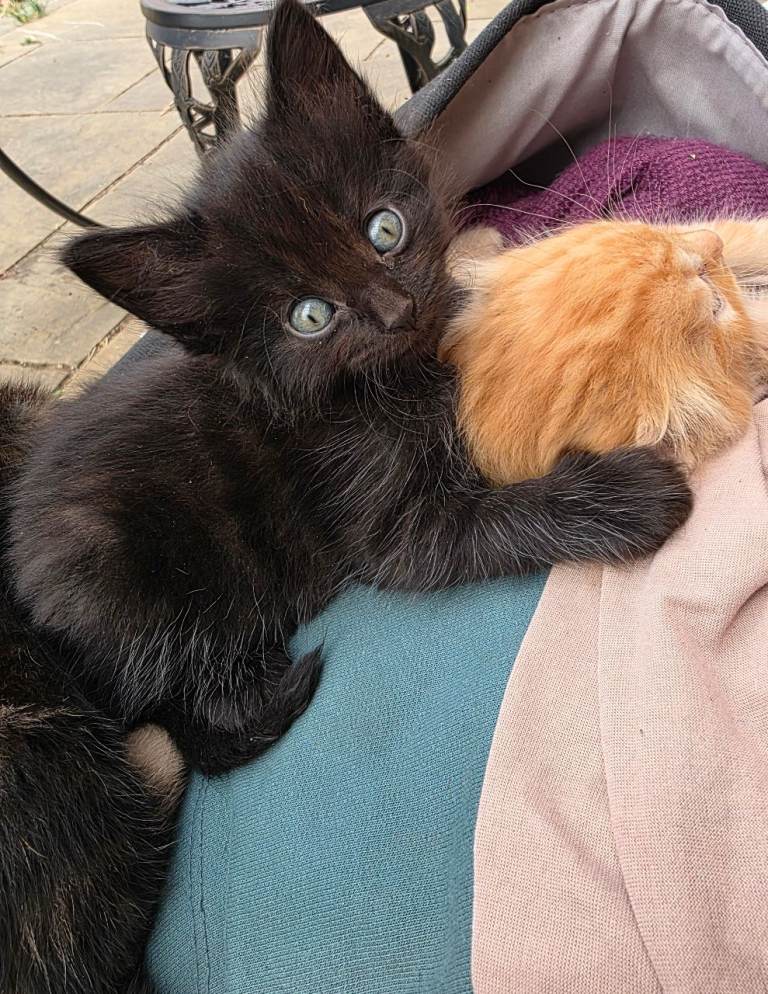 1 black kitten