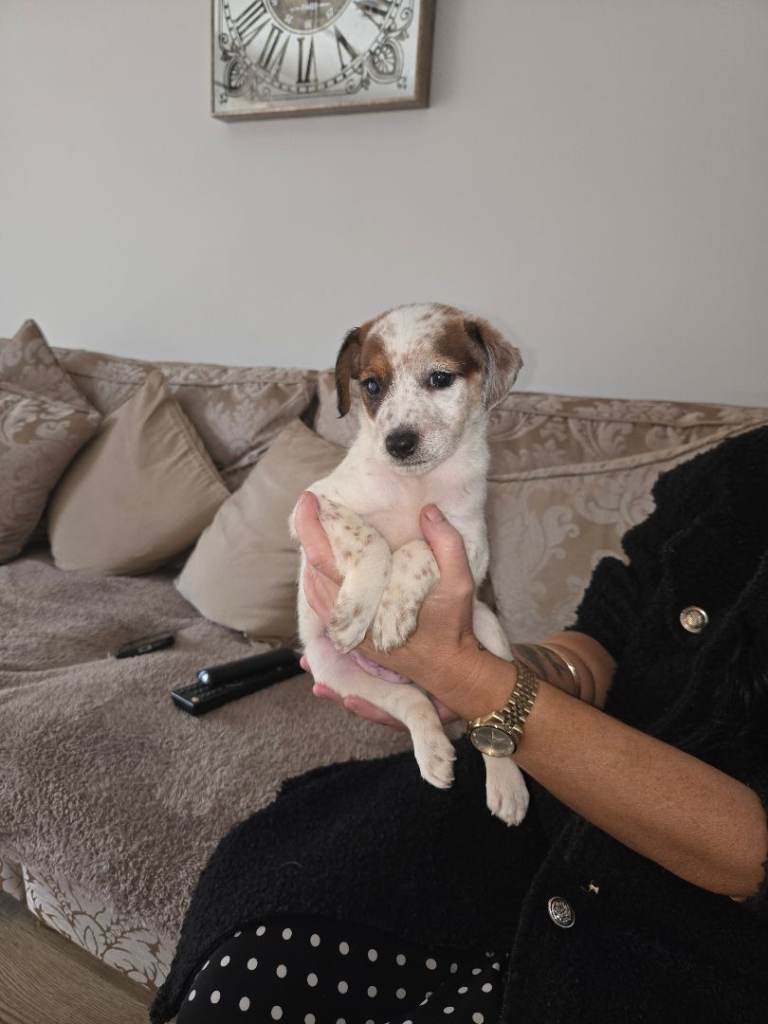 ** OUTSTANDING jack russell terrier BOY PUP **