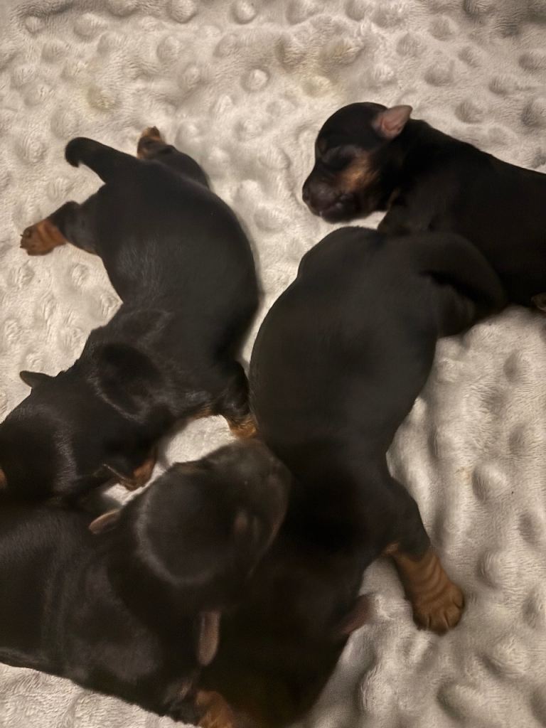 Yorkshire Terrier puppies