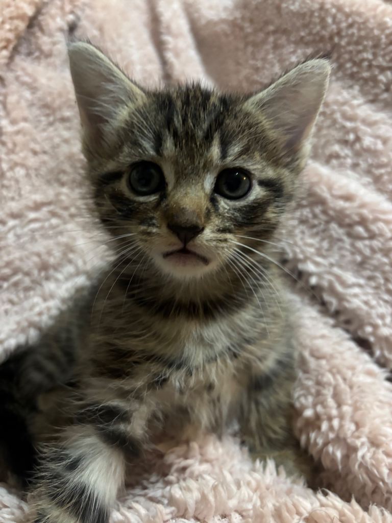 Cute tabby kitten looking for a new home