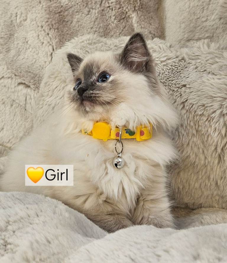 Pure Ragdoll’s kittens available 