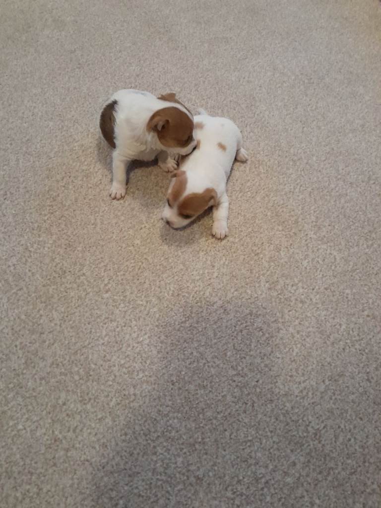 Dogs