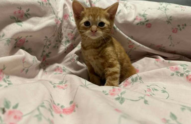 10 weeks old kittens