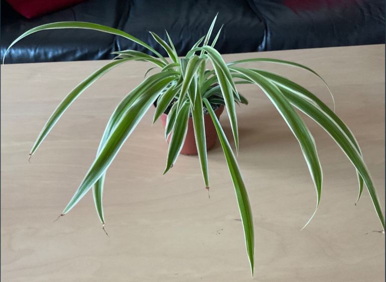 FANTASTIC CONDITION MEDIUM SIZED SPIDER PLANT (Chlorophytum Comosum Vittatum)