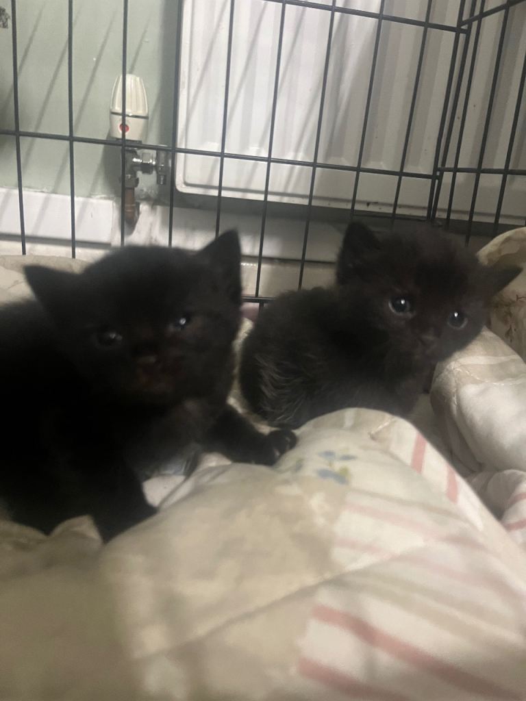 3 beautiful kittens for sale and ready now