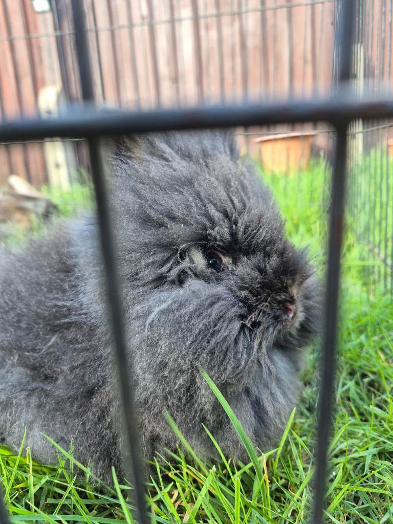 Lionhead Rabbit