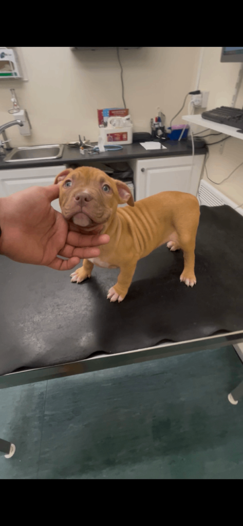 Stunning Mastiff Girl Puppy