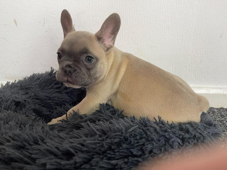 French bulldog