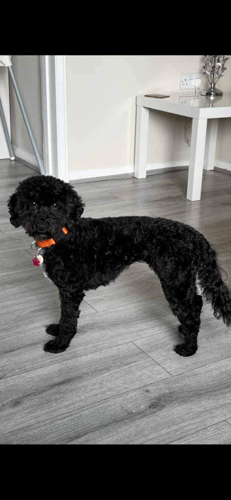 ADULT F1B Cockapoo Girl for new home 