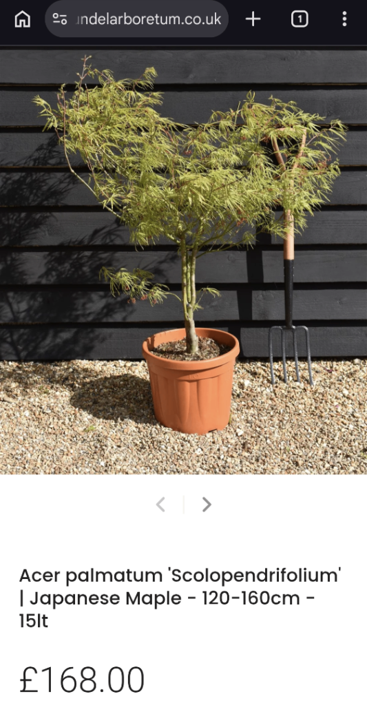 Rare Large Acer RRP £168.99