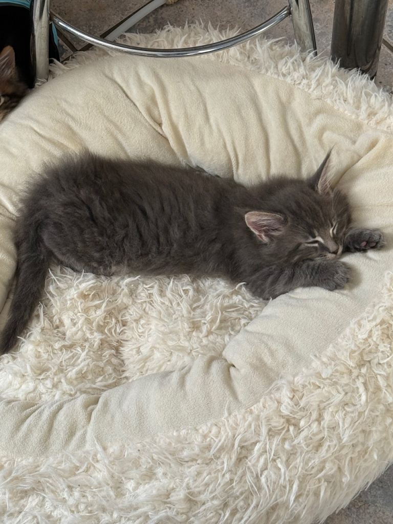 Maine Coon