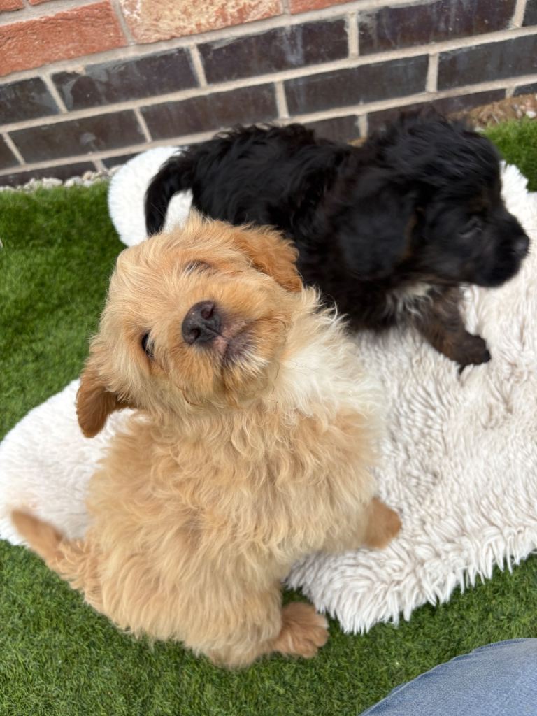 REDUCED Last 2 male fluffy frenchie cross