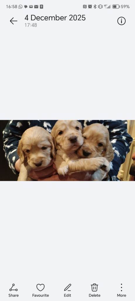 Stunning Kc reg cocker spaniel pups for sale - golden and orange roan
