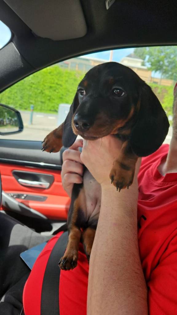 Minature dachshund
