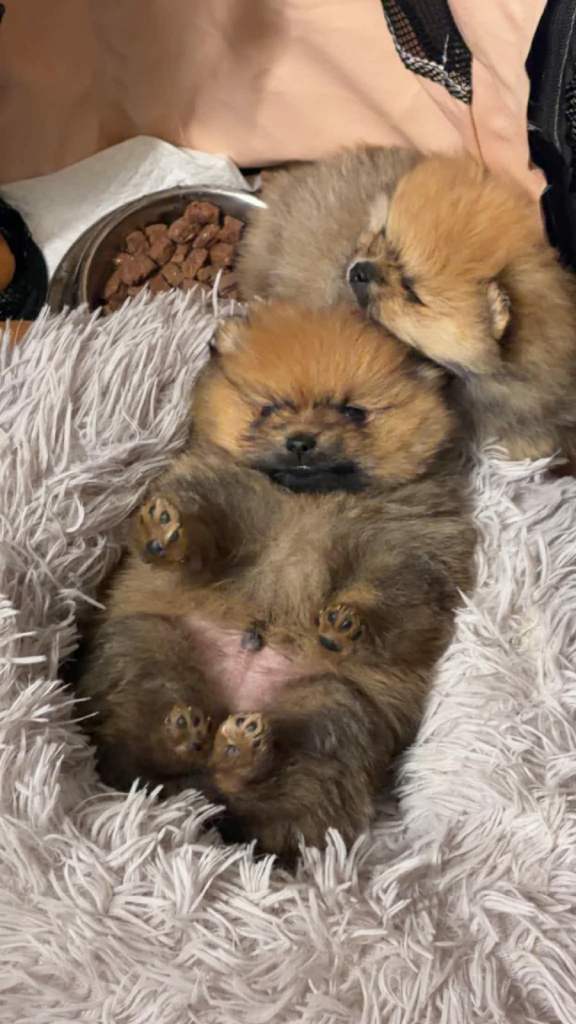 Xxs Pomeranian 