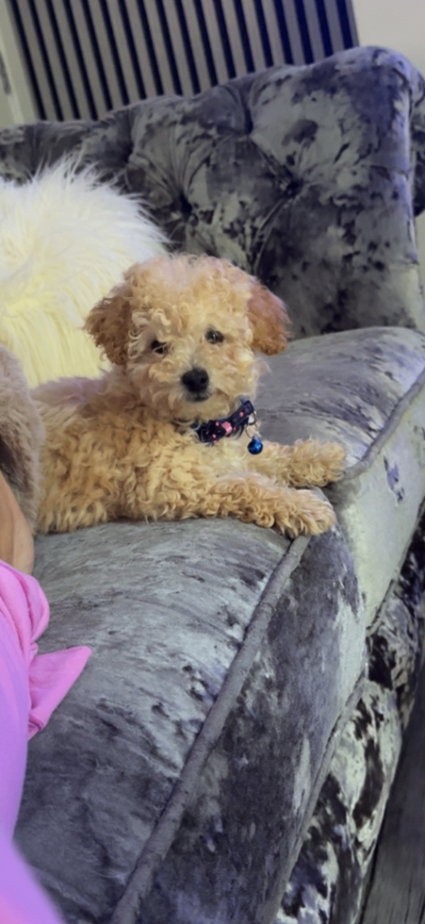 Poodle puppy boy 