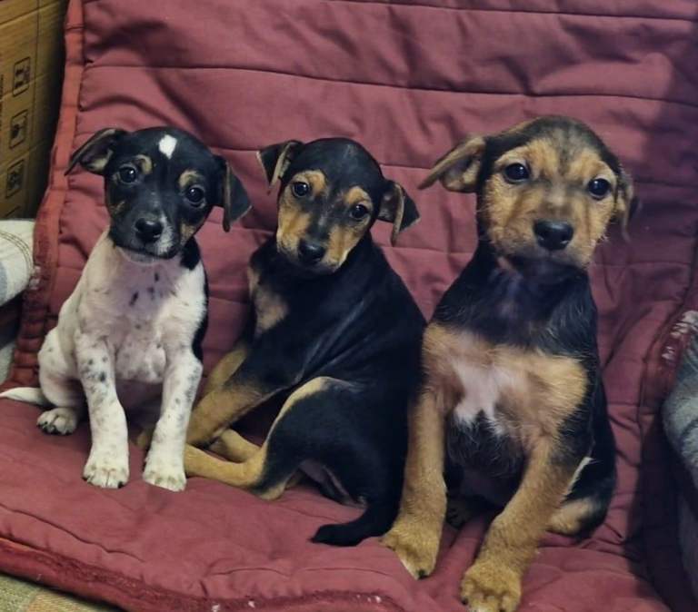 Jaack russel x patterdale