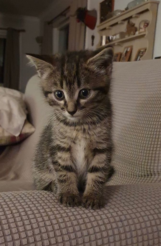 Kittens